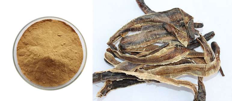 earthworm protein