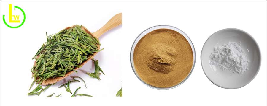 green tea extract theanine