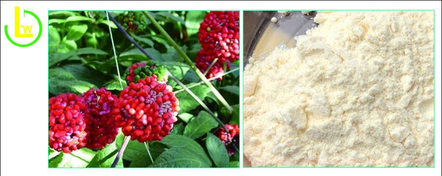 Panax notoginseng leaf extract total saponins