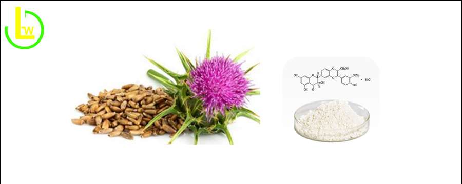 milk thistle extract powder silybin