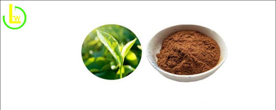 Decaffeinated Green Tea Extract Bulk